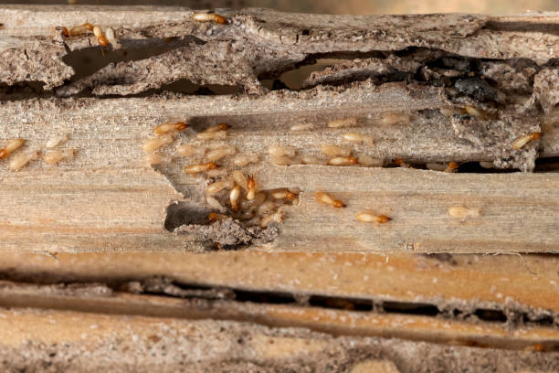 Flea Control Services in Sparks, NV